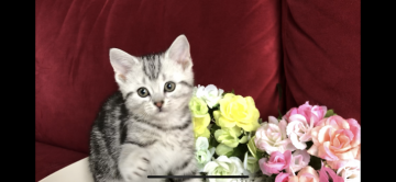 アメリカンショートヘア【愛知県・女の子・2021年1月12日・シルバータビー】の写真「可愛い女の子です♫」