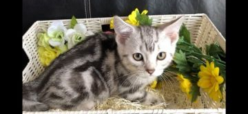 アメリカンショートヘア【愛知県・男の子・2019年3月7日・シルバータビー】の写真「元気に育っております(๑╹ω╹๑ )」