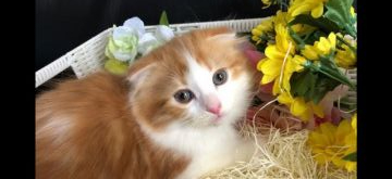 スコティッシュフォールド(折れ耳)【愛知県・男の子・2019年3月7日・レッド&ホワイト】の写真「モコモコの男の子です(๑╹ω╹๑ )」