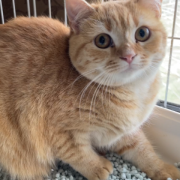 スコティッシュフォールド(立ち耳)【愛知県・女の子・2023年2月14日・レッドタビー】の写真「ちょっぴり怖がりな女の子です(๑╹ω╹๑ )」