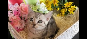 アメリカンショートヘア【愛知県・男の子・2018年6月1日・シルバータビー】の写真「すくすく成長中」