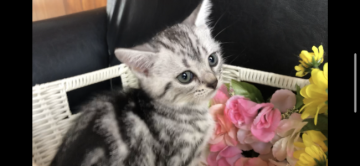 アメリカンショートヘア【愛知県・女の子・2019年6月14日・シルバータビー】の写真「美人さんです(๑╹ω╹๑ )」