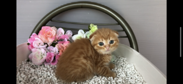 スコティッシュフォールド(折れ耳)【愛知県・女の子・2020年3月12日・レッドタビー&ホワイト】の写真「レッド多めの女の子です♫」