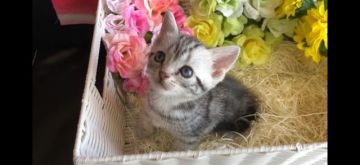 アメリカンショートヘア【愛知県・女の子・2018年6月24日・シルバータビー】の写真「4兄妹の女の子🎵綺麗な瞳です。」