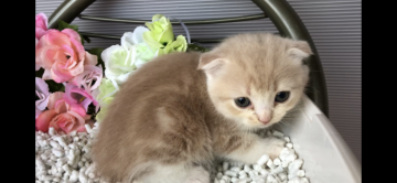 スコティッシュフォールド(折れ耳)【愛知県・男の子・2020年3月13日・クリームタビー&ホワイト】の写真「クリーム君です(๑╹ω╹๑ )」