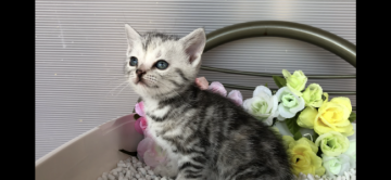 アメリカンショートヘア【愛知県・女の子・2020年3月17日・シルバーパッチドタビー】の写真「ちょっぴり臆病な女の子です(๑╹ω╹๑ )♫」