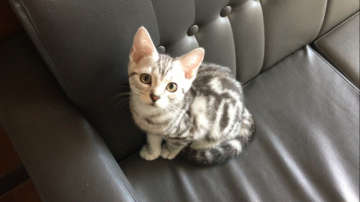 アメリカンショートヘア【愛知県・男の子・2017年4月12日・シルバータビー】の写真「イケメン君に成長中(o^^o) ワクチン接種済み♪」