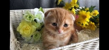 スコティッシュフォールド(折れ耳)【愛知県・男の子・2019年1月23日・レッドタビー】の写真「少しおとなし目のモコモコくん(๑╹ω╹๑ )」