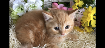 スコティッシュフォールド(立ち耳)【愛知県・女の子・2019年4月27日・レッドタビー】の写真「可愛い女の子です(๑╹ω╹๑ )♫」