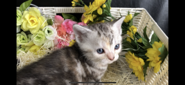 アメリカンショートヘア【愛知県・女の子・2019年5月9日・シルバーパッチドタビー】の写真「シルバーと茶色が混ざった可愛い女の子です♫」