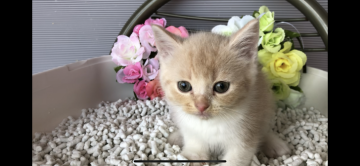 スコティッシュフォールド(立ち耳)【愛知県・男の子・2020年3月13日・クリームタビー&ホワイト】の写真「クリーム君(๑╹ω╹๑ )」