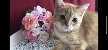 スコティッシュフォールド(立ち耳)【愛知県・女の子・2021年5月31日・レッドタビー】の写真「兄妹の中でいちばんの食いしん坊です♫」