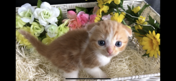 スコティッシュフォールド(折れ耳)【愛知県・女の子・2019年5月9日・レッド&ホワイト】の写真「女の子ですくすくと成長中(๑╹ω╹๑ )」