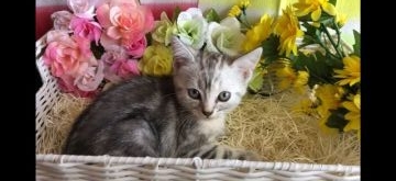 アメリカンショートヘア【愛知県・女の子・2018年6月1日・シルバータビー】の写真「可愛い女の子です(๑˃̵ᴗ˂̵)」