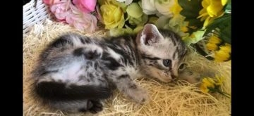 アメリカンショートヘア【愛知県・男の子・2018年6月24日・シルバータビー】の写真「4兄妹です。ブルーの瞳が綺麗です(๑˃̵ᴗ˂̵)」