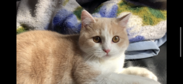 スコティッシュフォールド(立ち耳)【愛知県・男の子・2019年10月17日・クリーム&ホワイト】の写真「甘えん坊で遊びたがりです♫」