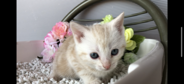 アメリカンショートヘア【愛知県・男の子・2020年3月17日・クリームカメオタビー】の写真「クリーム君です(๑╹ω╹๑ )」