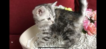 アメリカンショートヘア【愛知県・女の子・2021年1月12日・シルバーパッチドタビー】の写真「茶色多めの女の子です(๑╹ω╹๑ )」