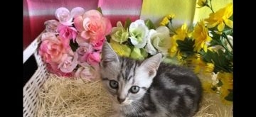 アメリカンショートヘア【愛知県・女の子・2018年6月1日・シルバータビー】の写真「可愛い女の子です(＞人＜;)」