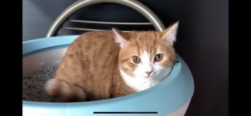 スコティッシュフォールド(立ち耳)【愛知県・男の子・2020年6月25日・レッドタビー&ホワイト】の写真「だいぶ人馴れしてきました♫ワクチン2回接種済み」