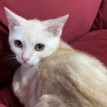 アメリカンショートヘア【愛知県・男の子・2022年4月6日・クリームタビー】の写真「ちょっぴりビビリな男の子です♫」