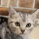 アメリカンショートヘア【愛知県・女の子・2022年9月21日・シルバータビー】の写真1