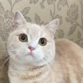 スコティッシュフォールド(立ち耳)【愛知県・女の子・2023年2月14日・クリームタビー】の写真1「マイクロチップ・ワクチン完了済みです♫」