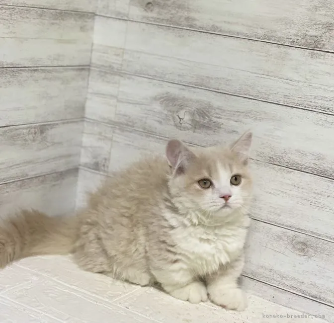 ID:2201-00495の子猫
