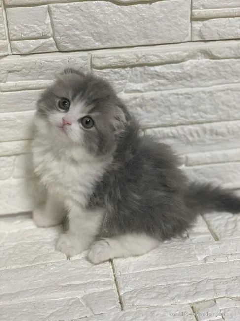 ID：2004-02214の子猫