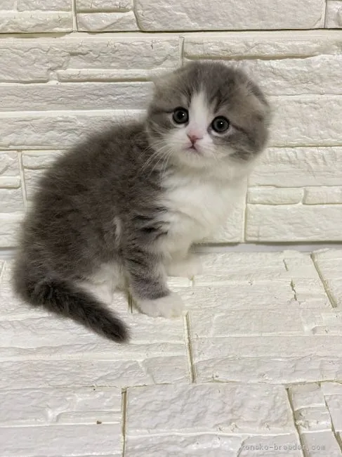 ID：2003-01929の子猫