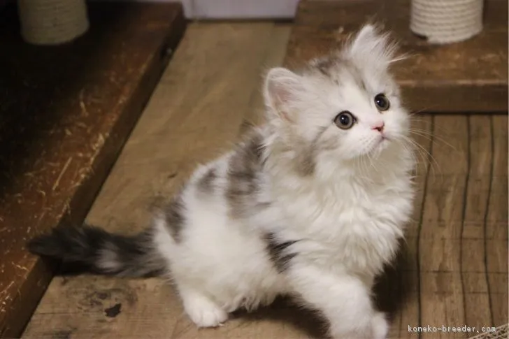 ID：1801-00144の子猫