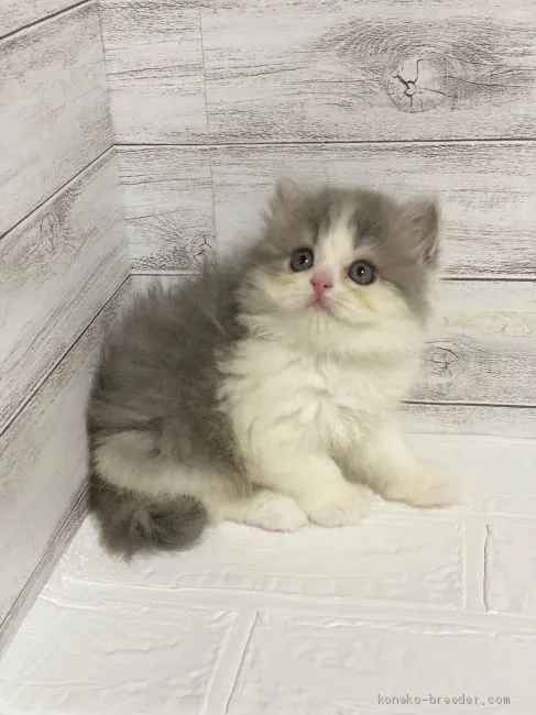 ID:2008-01567の子猫