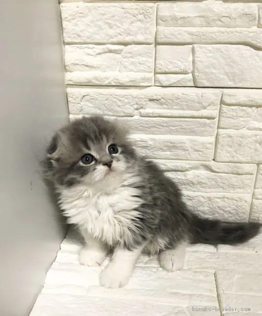 ID：2003-00350の子猫