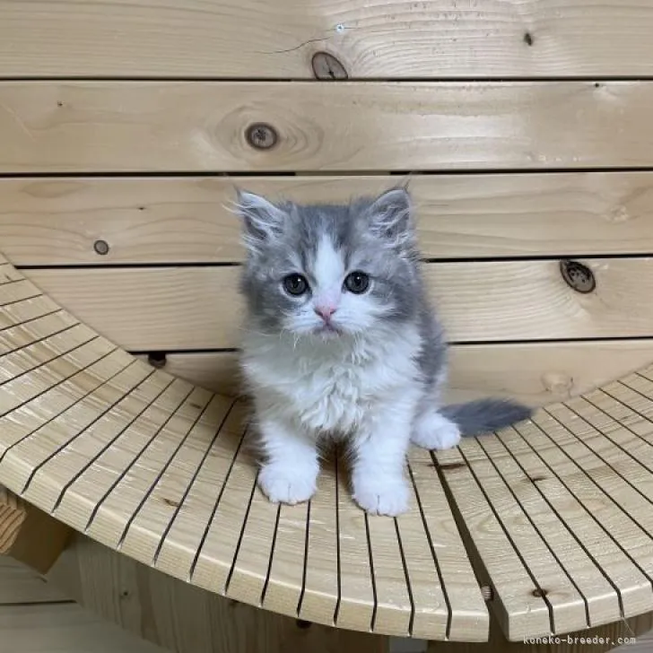 ID：2301-02396の子猫