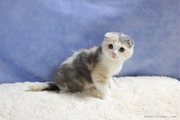 ID：1710-01294の子猫