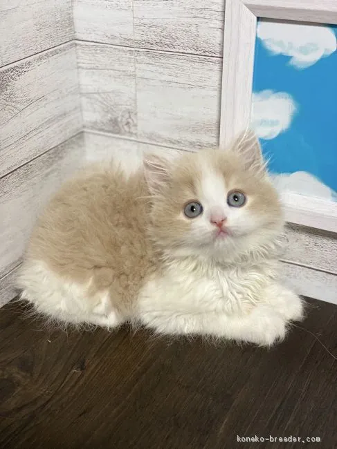 ID：2007-01196の子猫