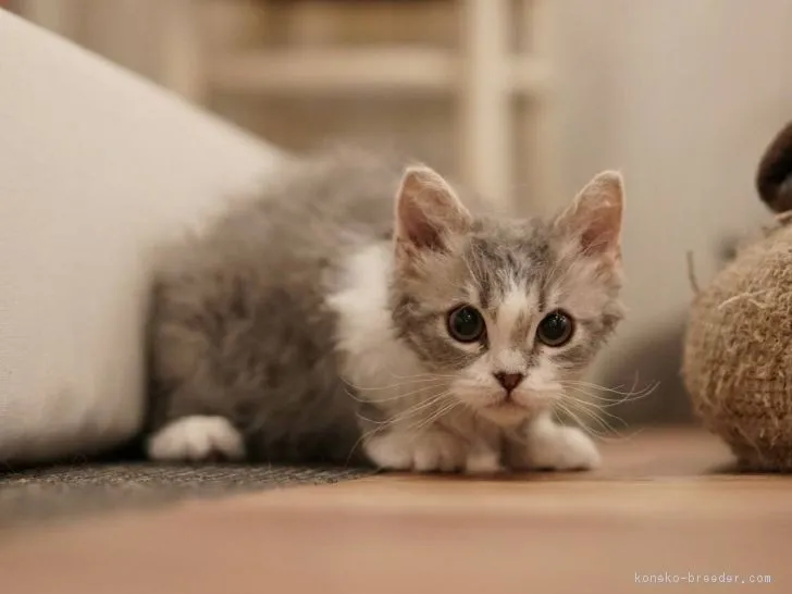 ID：1812-00521の子猫