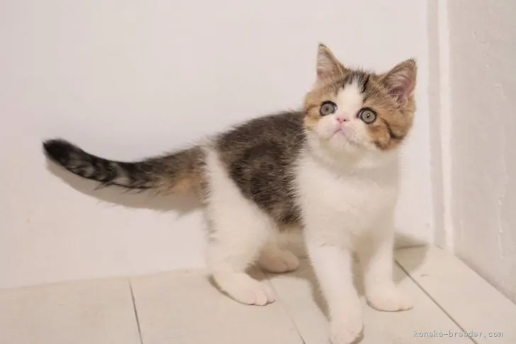 ID：2108-02121の子猫