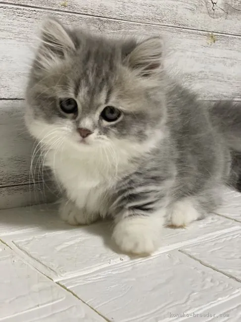 ID:2102-00432の子猫