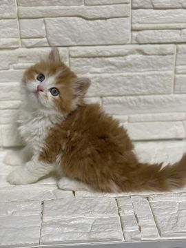 ミヌエット【神奈川県・男の子・2020年3月11日・レッドタビー&ホワイト（ロングコート）】の写真「足長君」