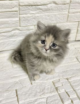 ミヌエット【神奈川県・女の子・2020年3月4日・ブルーパッチドタビー（ロングコート）】の写真「極短足にゃん」