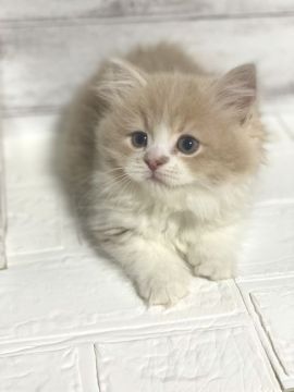 ミヌエット【神奈川県・男の子・2020年10月23日・クリームタビー&ホワイト（ロングコート）】の写真「極短足」