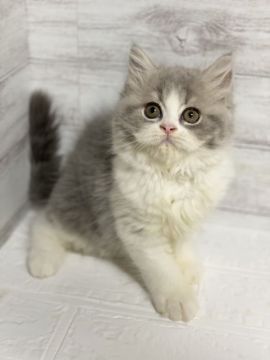 スコティッシュフォールド(立ち耳)【神奈川県・女の子・2020年8月16日・ブルータビー&ホワイト（セミロング）】の写真「立ち耳の女の子」