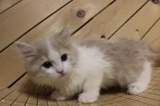 マンチカン(長足)【神奈川県・男の子・2021年11月1日・】の写真2