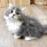 ミヌエット(短足)