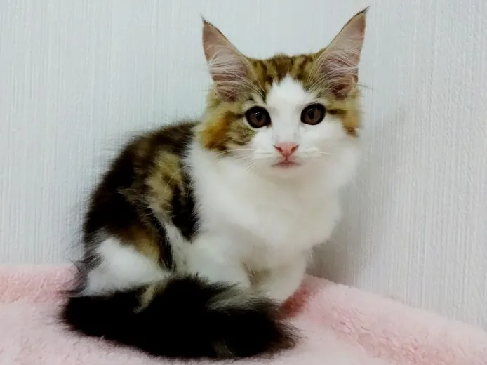 ID：1408-00144の子猫