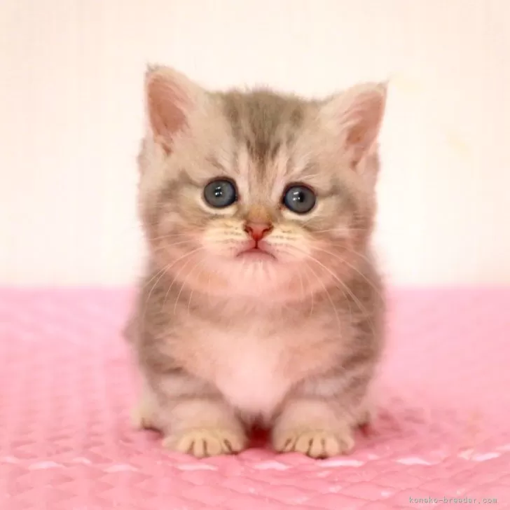 ID:2408-00277の子猫