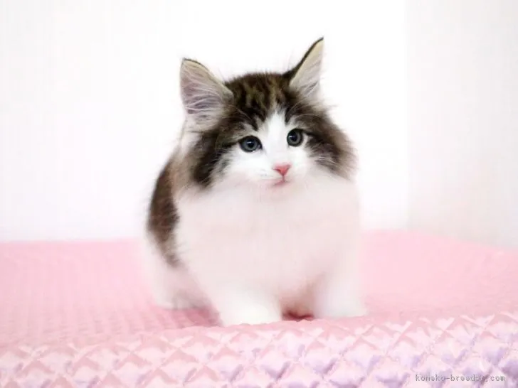 ID：1802-00724の子猫