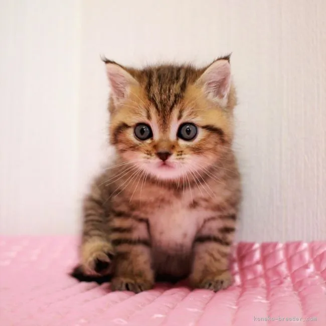 ID：2104-01483の子猫