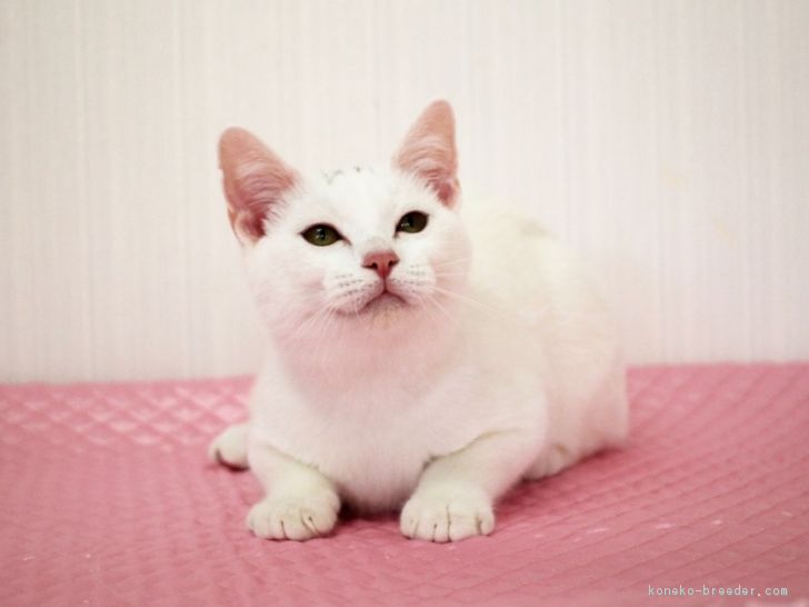 横井則子 様のお迎えした子猫